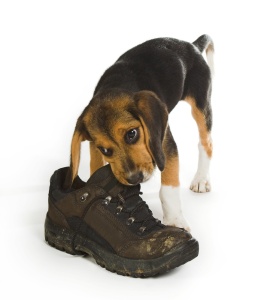 beagle chewing shoe